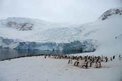 03A Penguin Colony At Neko Harbour With The Huge Face of The Glacier Behind On Quark Expeditions Antarctica Cruise.jpg